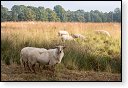 baronie van breda leemputten boswachterij dorst mastbos chaamse bossen Liesbos Vuchtpolder hdr bos Strijbeekse Heide staatsbosbeheer